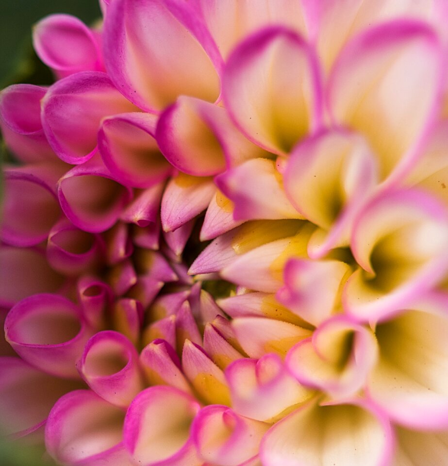 Bloom flower nature