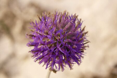 Dry grass bush