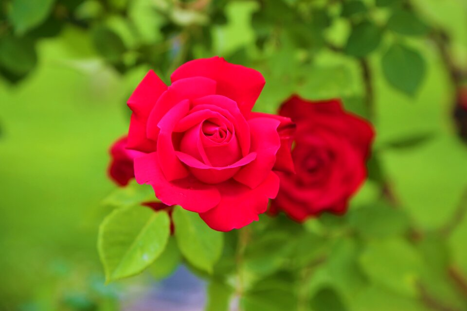 Plant love romance