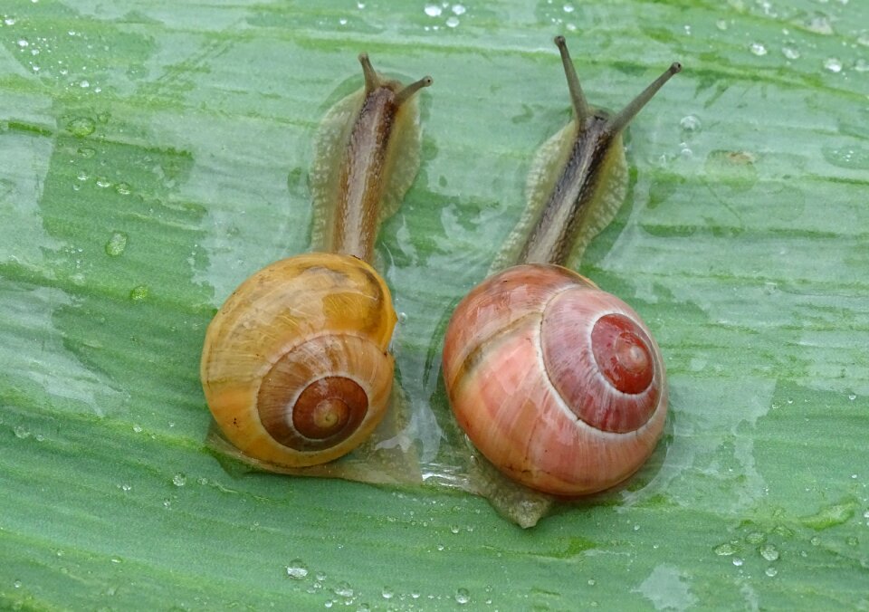 Mollusk slowly slimy