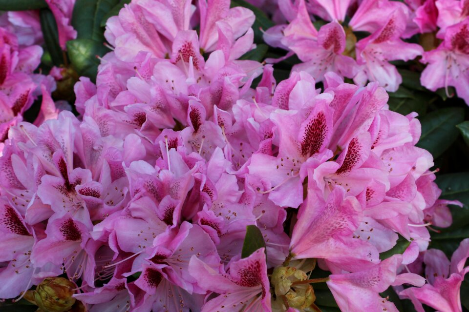 Colorful flower fullness blossom