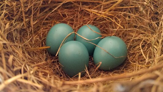 Robin's eggs blue nest round photo