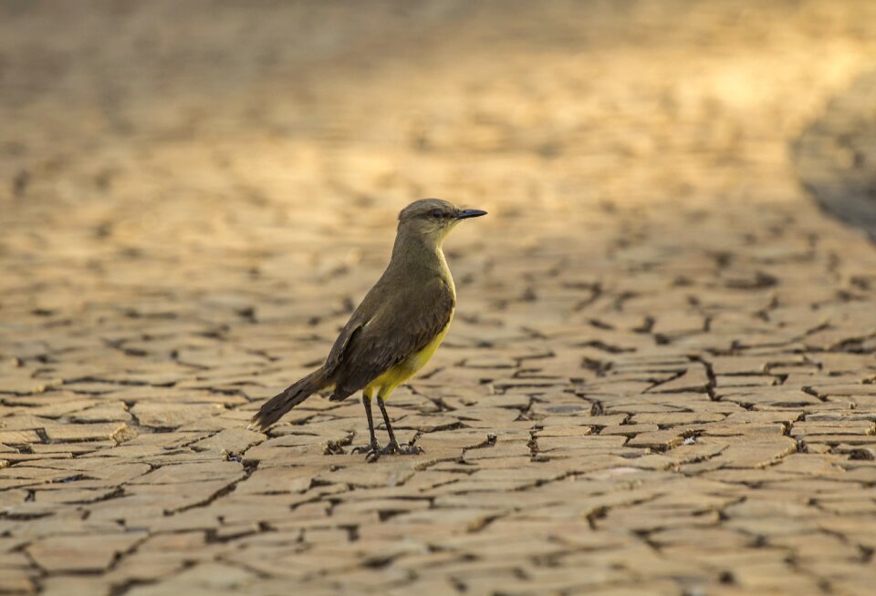 Ground wings nature photo