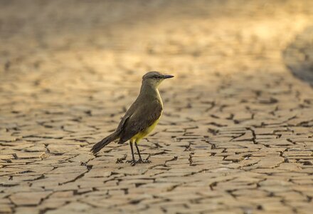 Ground wings nature