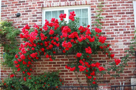 Rose window rose vines photo