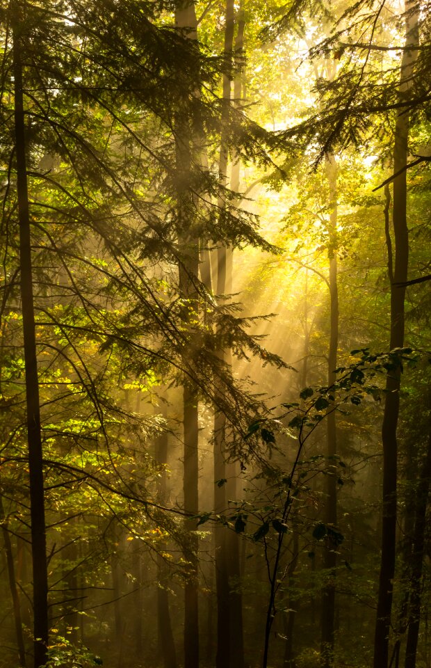 The sun's rays mood luminously