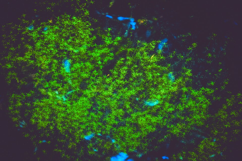 Water aquatic plant nature