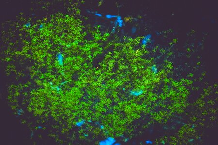 Water aquatic plant nature