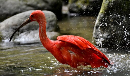 Red ibis plumage zoo