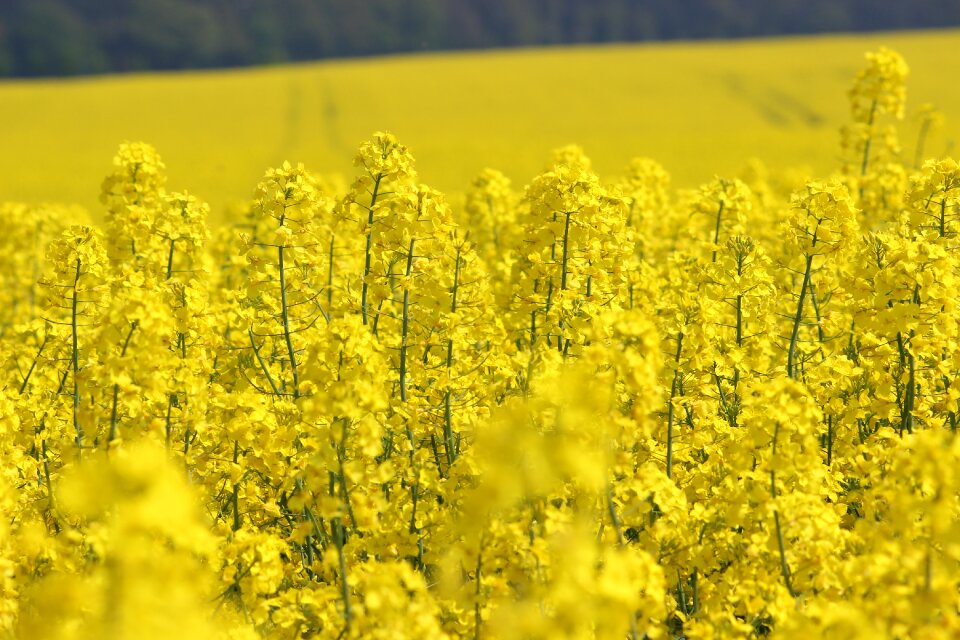 Bloom plant rape blossom