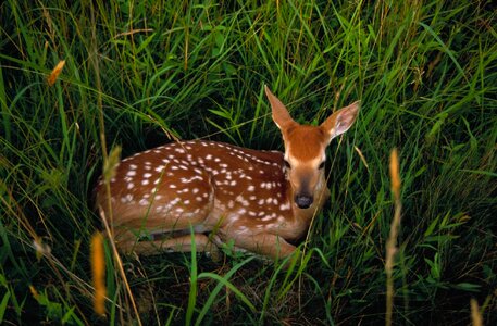 Resting wildlife nature photo