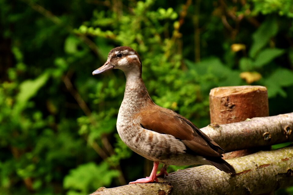 Duck bird nature plumage