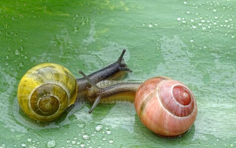 Slimy bauchfuessler nature