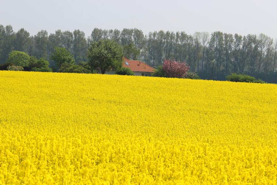 Rape blossom nature agriculture