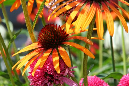 Flora meadow plant