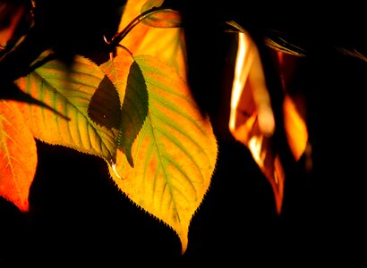 Nature fall color bright