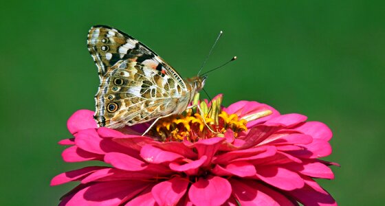 Flower zinnia nature