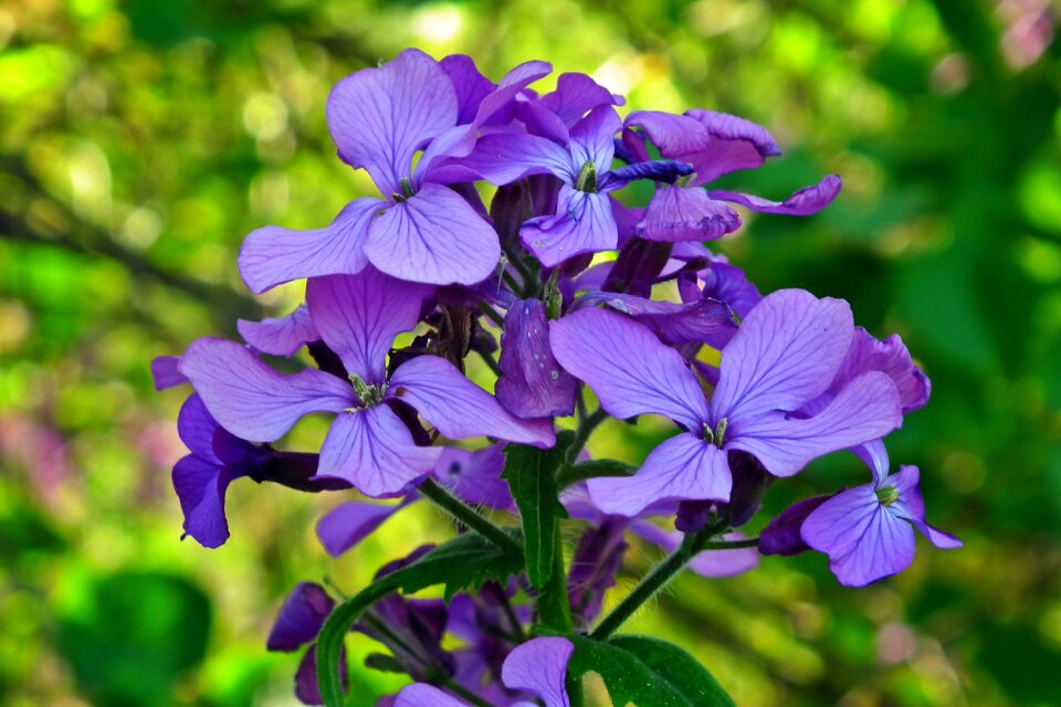 Spring plant nature