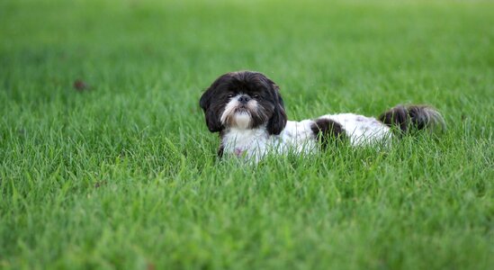 Puppy grass green
