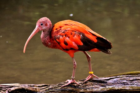 Red ibis plumage zoo