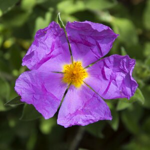 Pollen pistil purple flowers