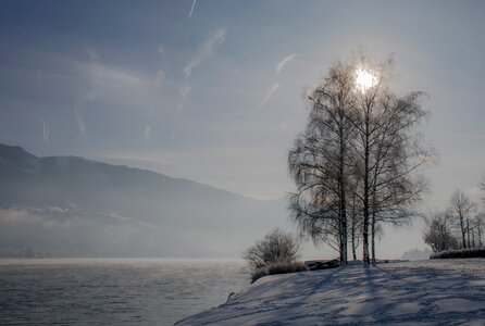 Tree sunlight ice photo