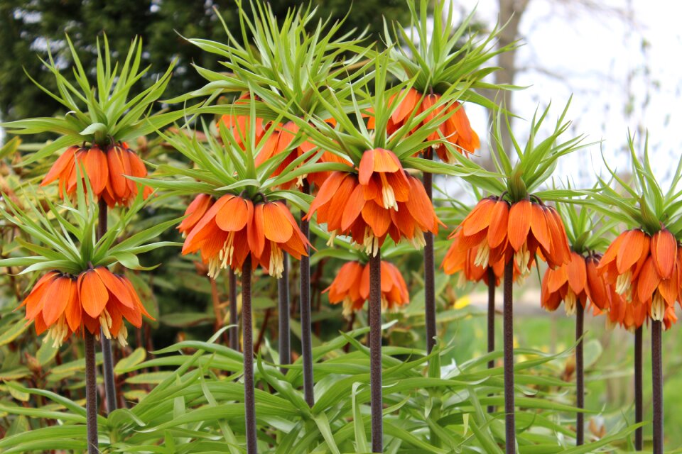 Nature garden plant