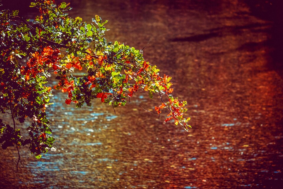 Colorful autumn sun