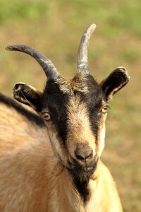 Livestock bart goat's head