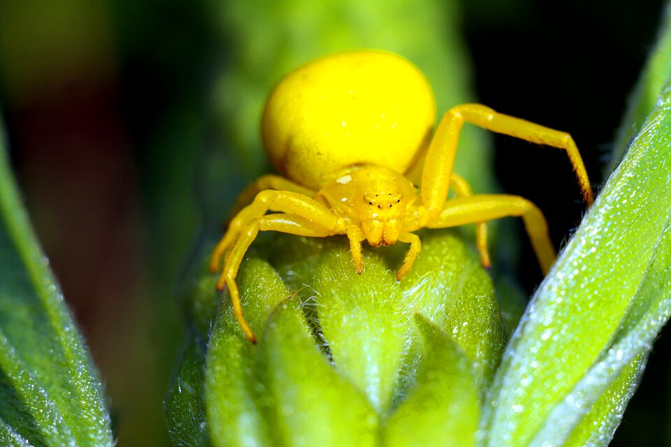 Macro arachnid nature