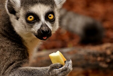 Eat zoo äffchen