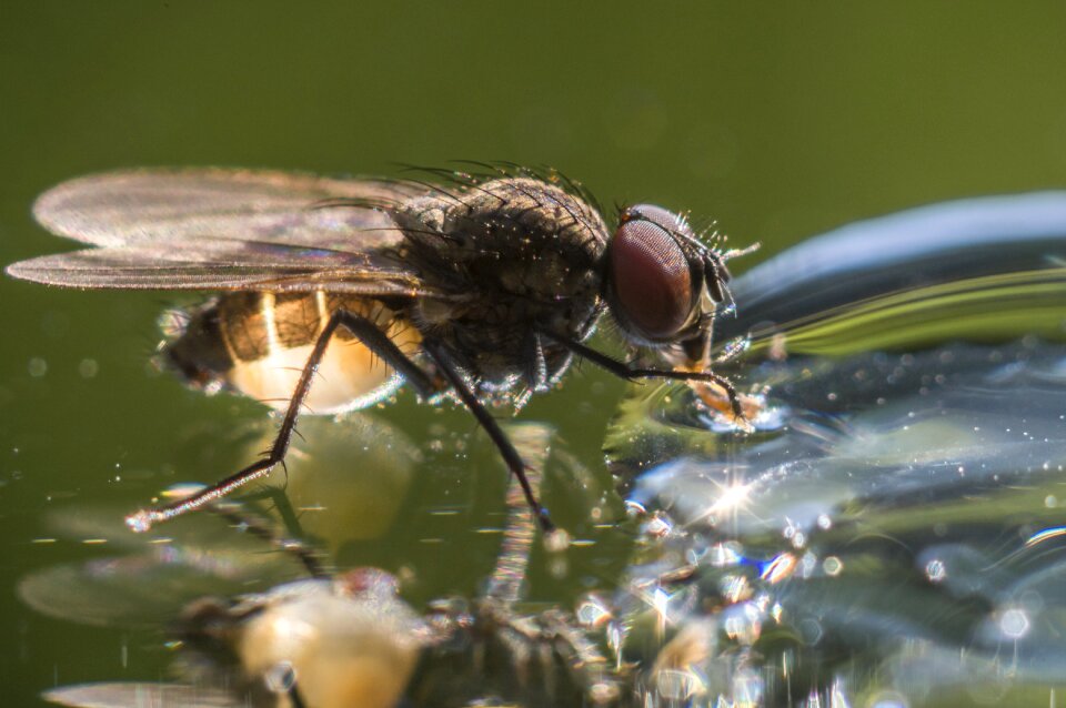 Drinking fly drinking mirror