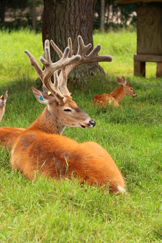 Animal mammal buck