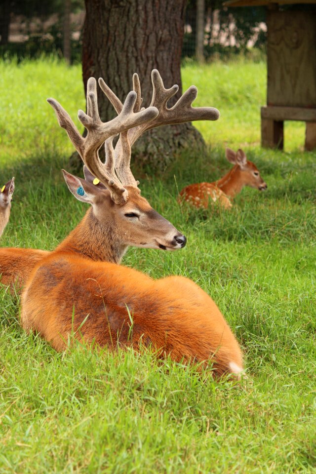 Animal mammal buck photo