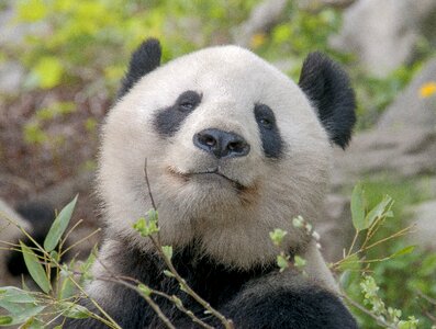 Predator china animals