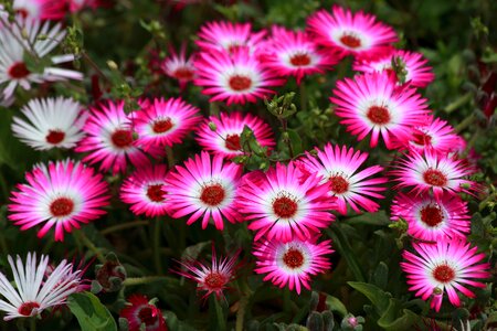 Floral garden beautiful