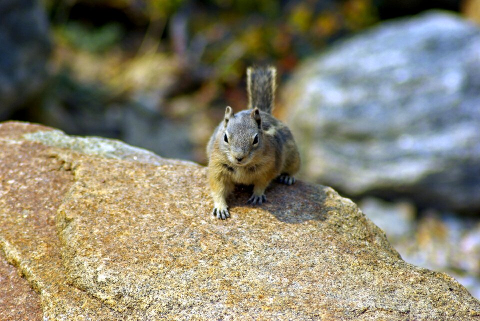 Golden mantled mammal