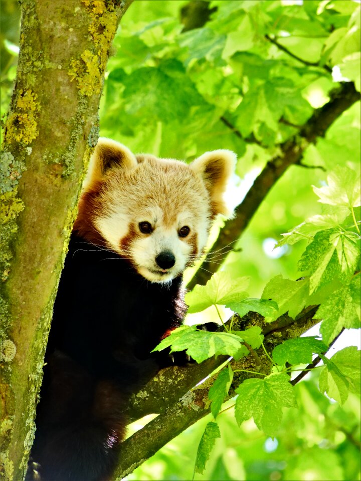 Animal nature cute
