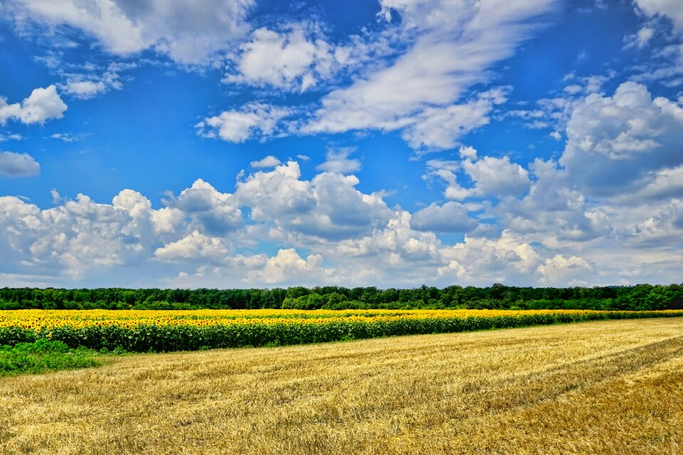 Clouds sunflower fields sunflower photo