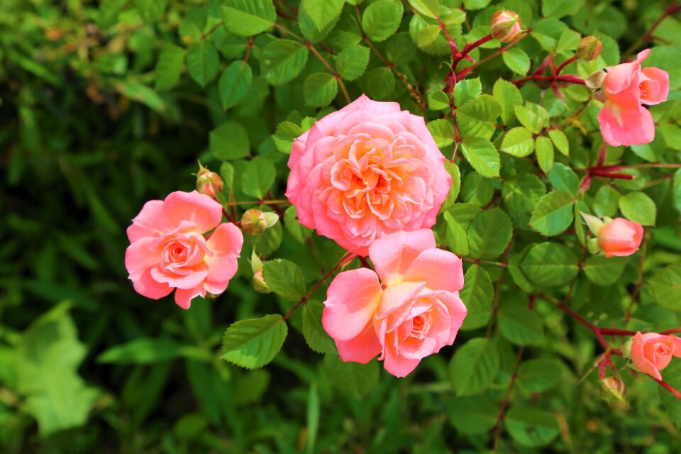 Plant flower romantic