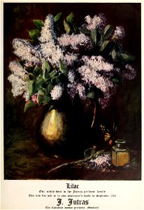 Lilac - Parfumerie J. Jutras