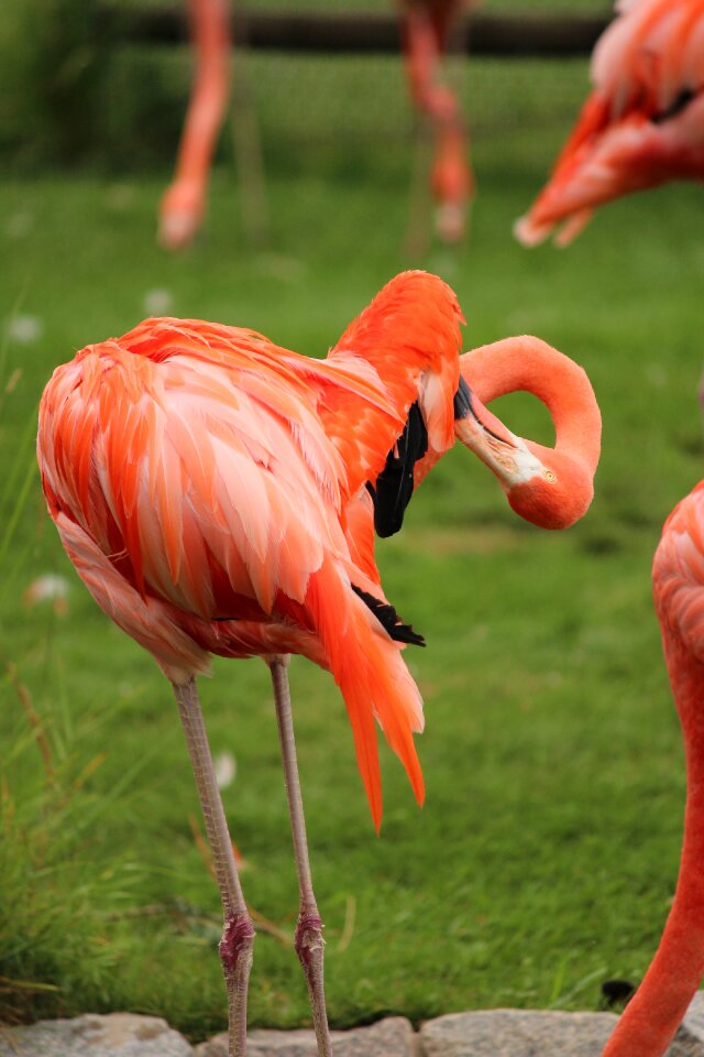 Beak wings animal photo