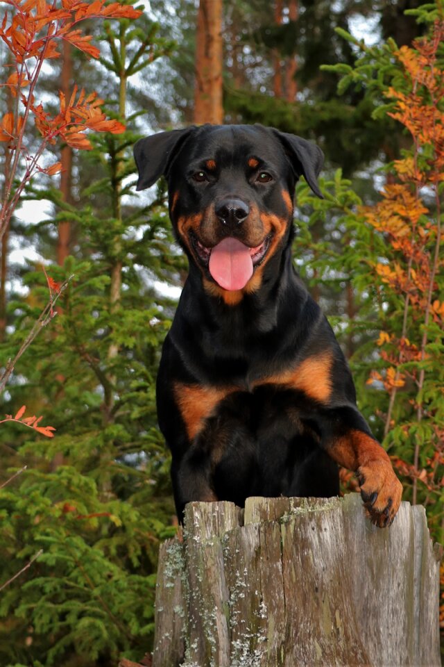 Animals autumn fall colors