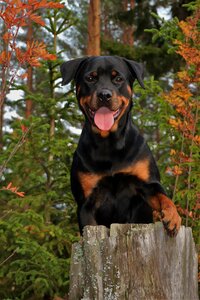 Animals autumn fall colors photo