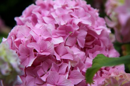 Pink hydrangea flowering summer