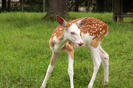 Nature young spotted