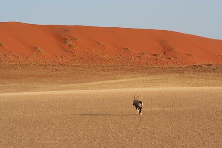 Dune antelope sand photo