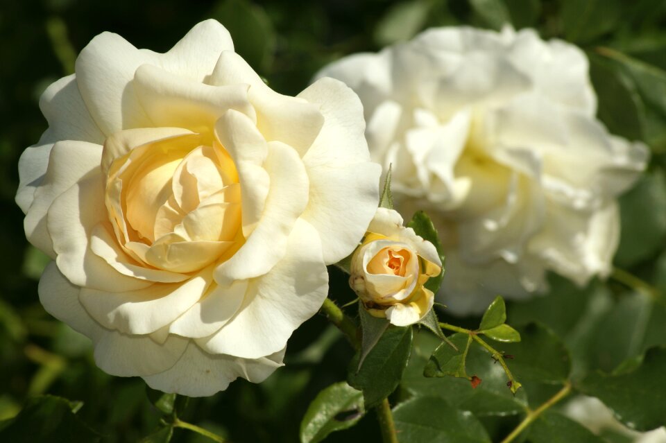 Bloom romantic white