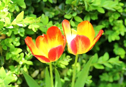 April menopause spring flowers photo