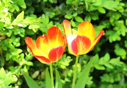 April menopause spring flowers